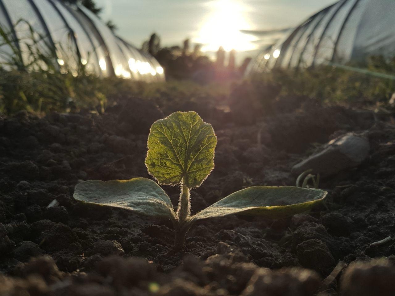 Solidarische Landwirtschaft für Krefeld – SoLaWi GemüseKollektiv
